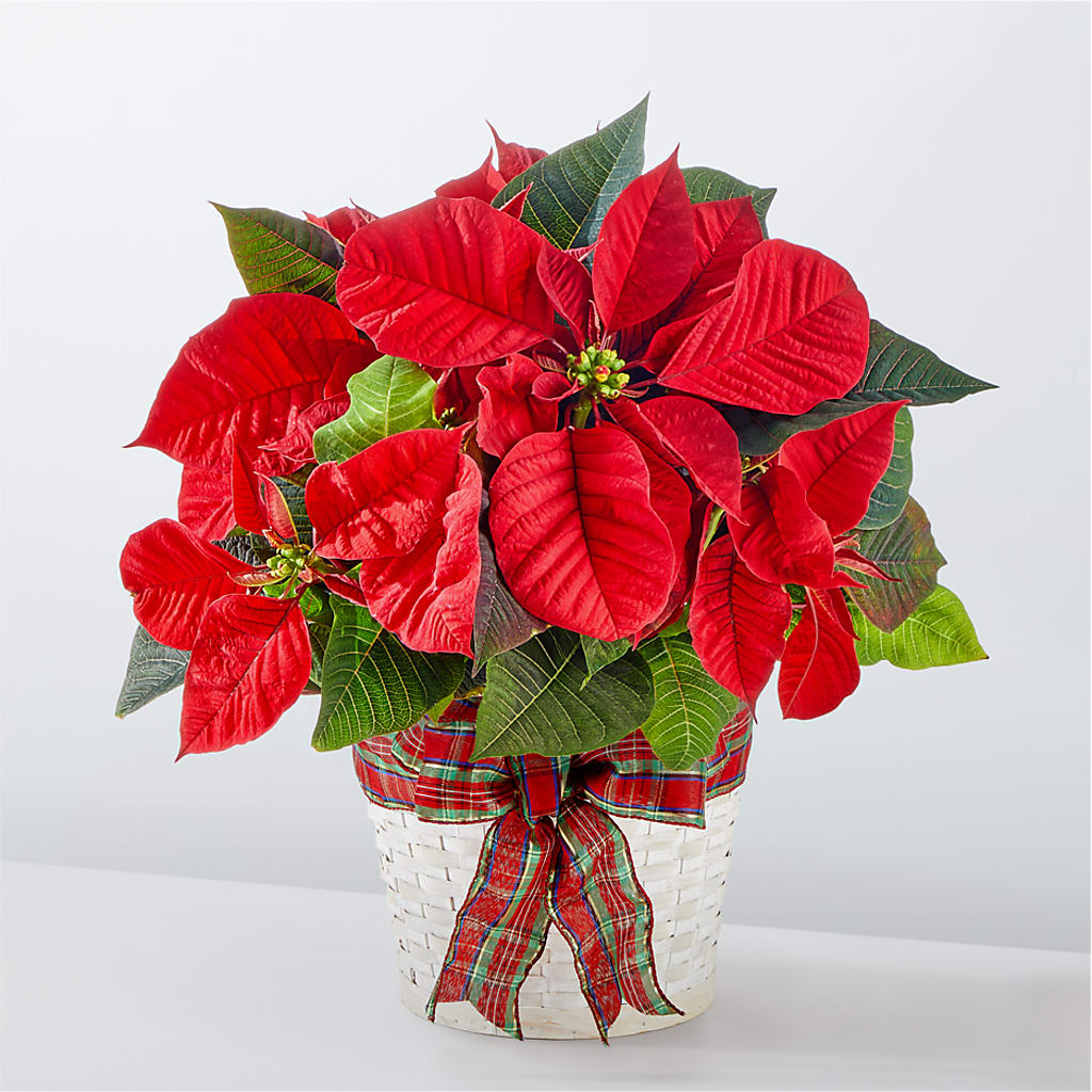 Happiest Holidays Poinsettia – HIRT'S FLOWERS INC, Strongsville OH