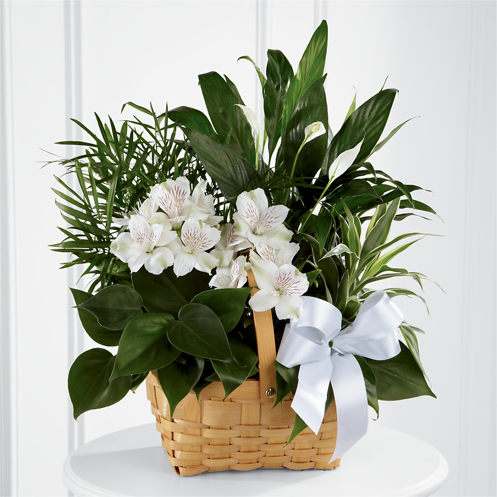 Peace & Serenity Dishgarden – HIRT'S FLOWERS INC, Strongsville OH