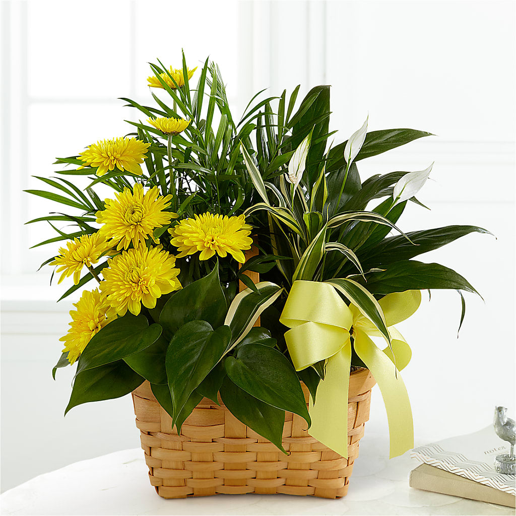 Loving Light Dishgarden – HIRT'S FLOWERS INC, Strongsville OH