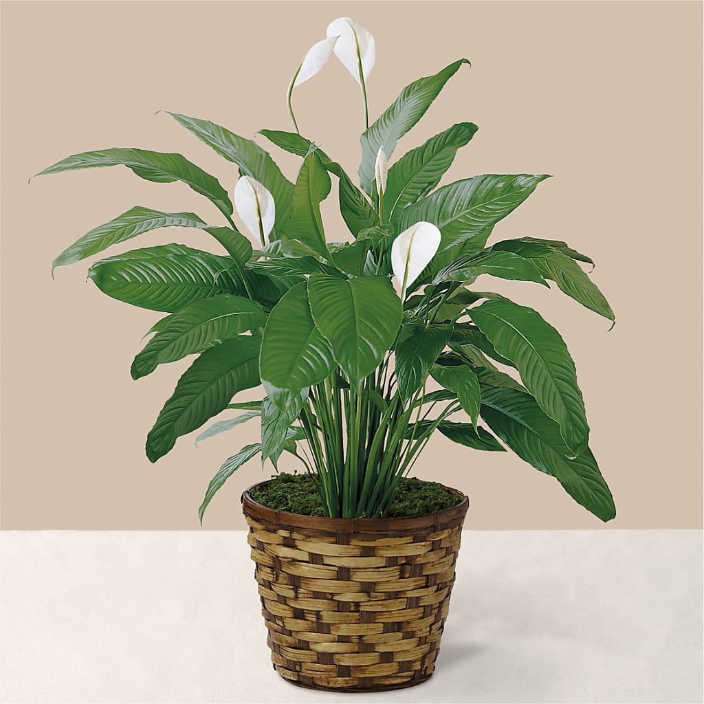 Tranquil Moments Peace Lily Plant – HIRT'S FLOWERS INC, Strongsville OH