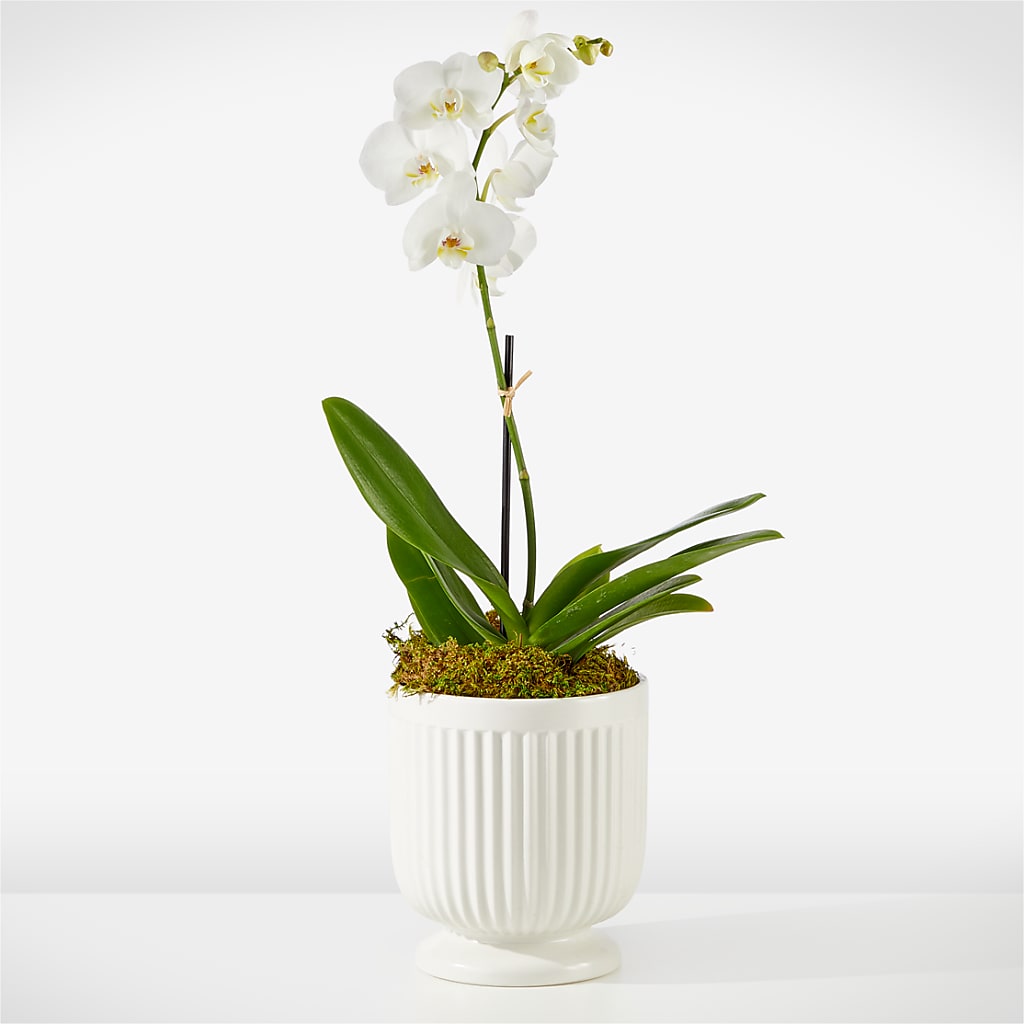 Whispering White Orchid – white flower arrangement | Strongsville, OH