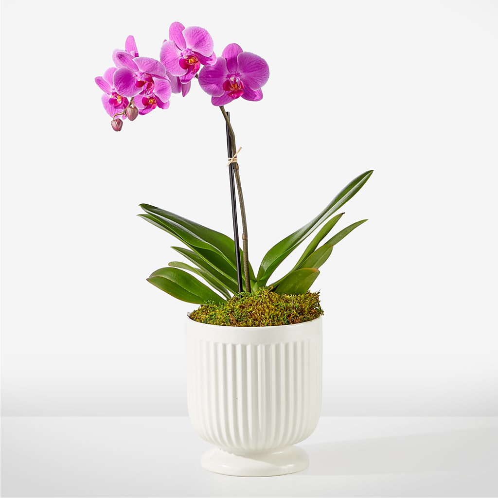 Friendly Fuchsia Orchid – HIRT'S FLOWERS INC, Strongsville OH