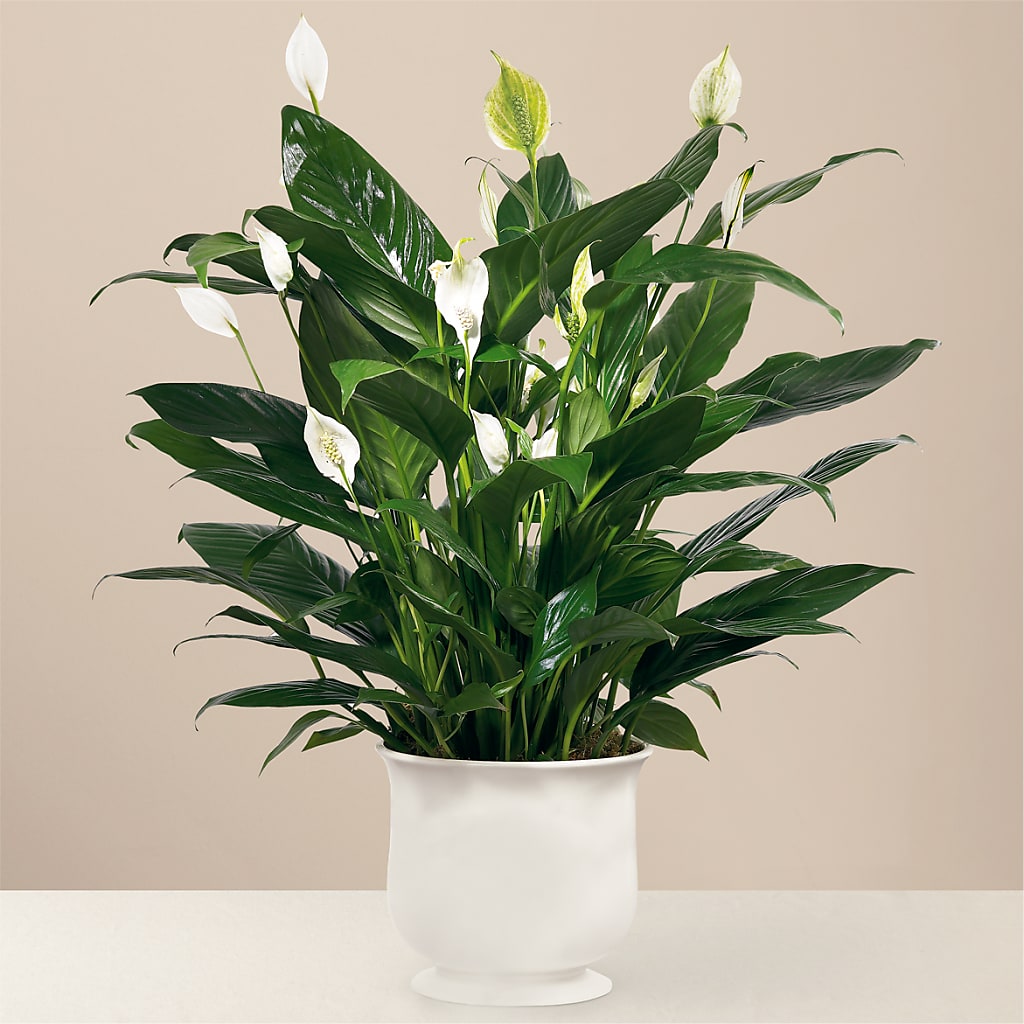 Comfort Planter – HIRT'S FLOWERS INC, Strongsville OH