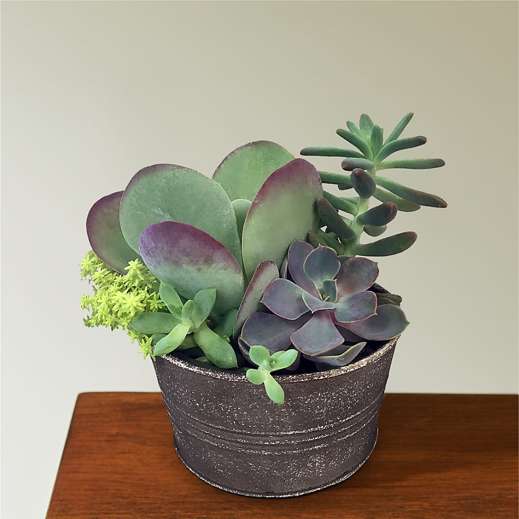 Lush Succulent Garden – HIRT'S FLOWERS INC, Strongsville OH
