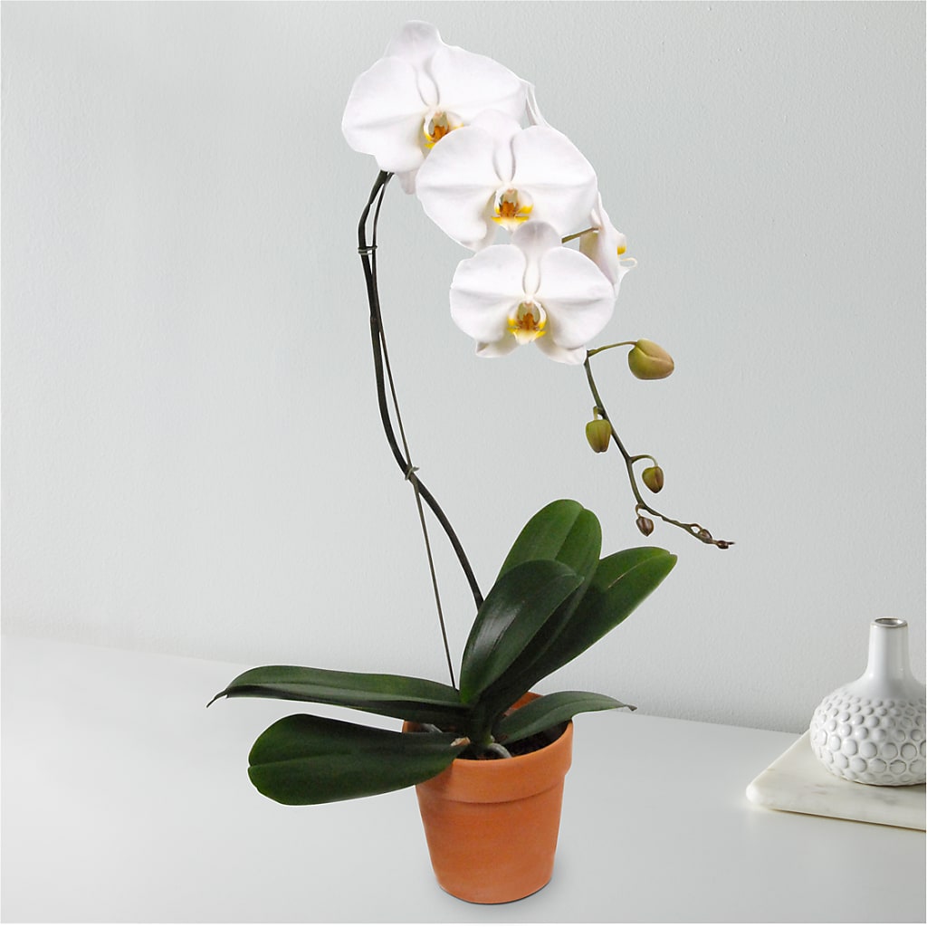 White Cascading Orchid – HIRT'S FLOWERS INC, Strongsville OH