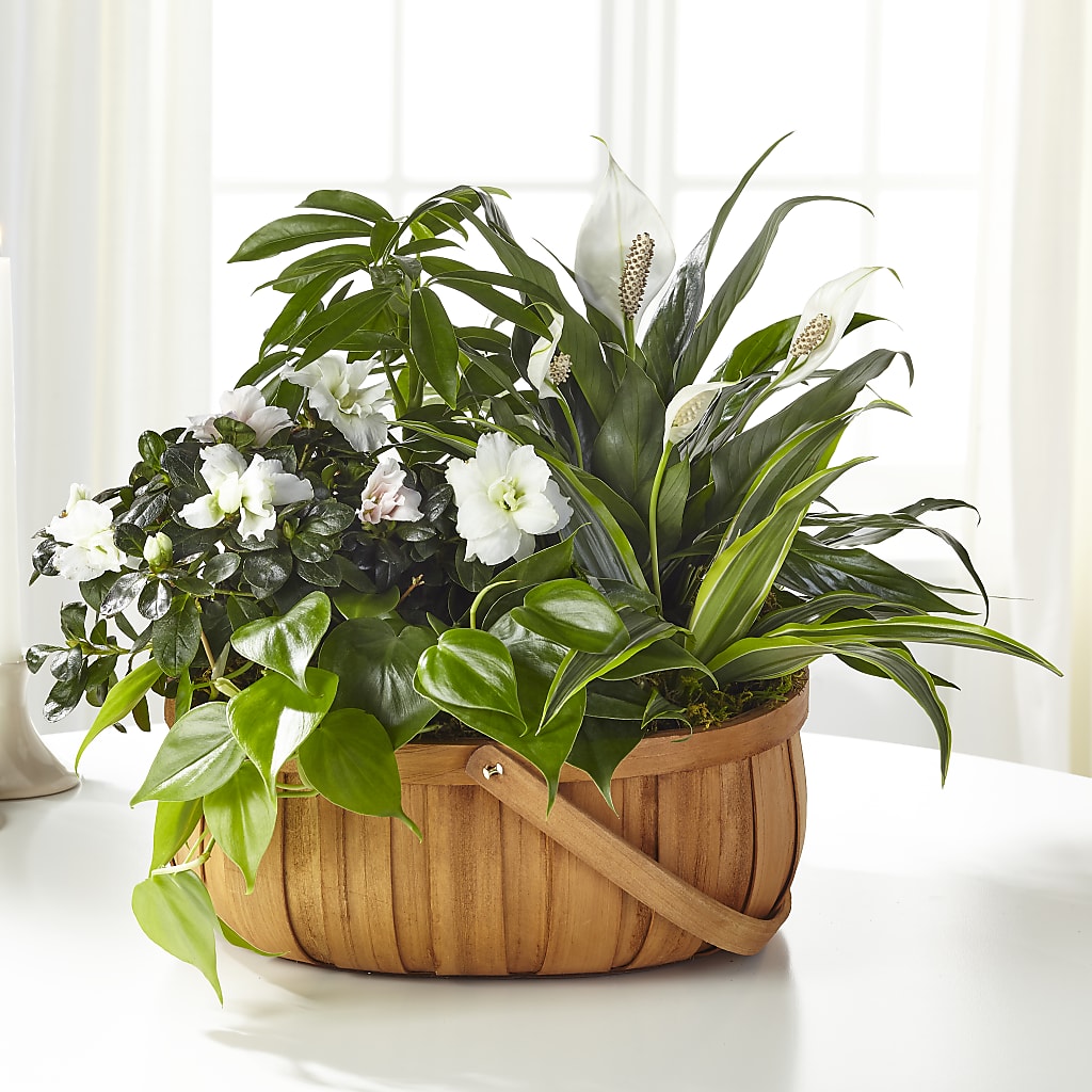 Serene Dishgarden – HIRT'S FLOWERS INC, Strongsville OH