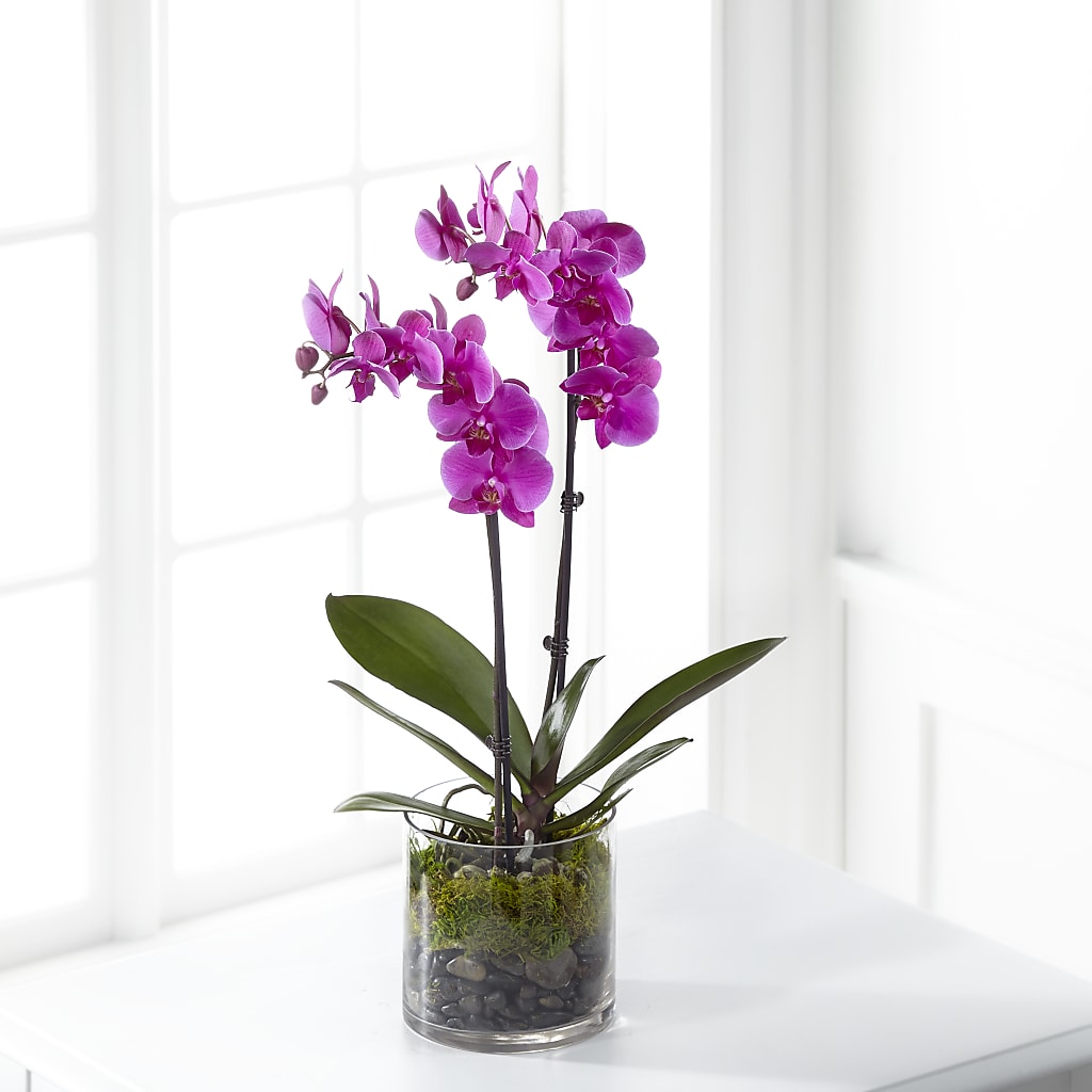 Pink Orchid Plant – HIRT'S FLOWERS INC, Strongsville OH