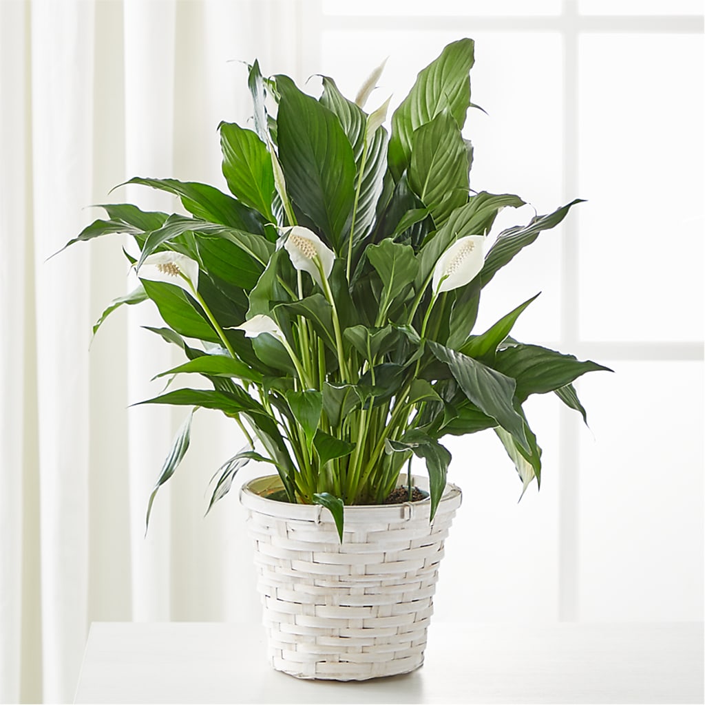 A New Leaf Peace Lily – HIRT'S FLOWERS INC, Strongsville OH