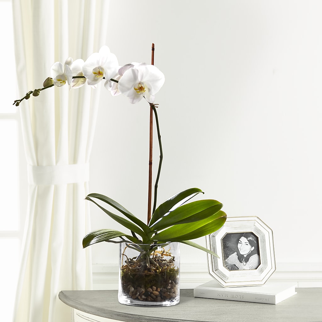 White Orchid Planter – HIRT'S FLOWERS INC, Strongsville OH