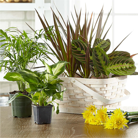 Florist Designed Blooming and Green Plants in a Basket – HIRT'S FLOWERS INC, Strongsville OH