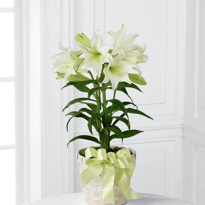 Easter Lily Plant – HIRT'S FLOWERS INC, Strongsville OH