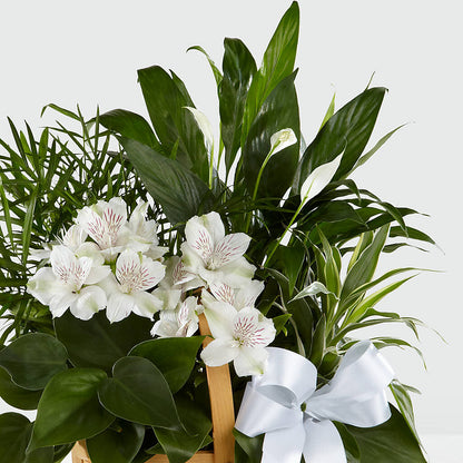 Peace & Serenity Dishgarden – HIRT'S FLOWERS INC, Strongsville OH