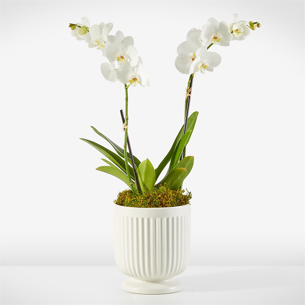 Whispering White Orchid – white flower arrangement | Strongsville