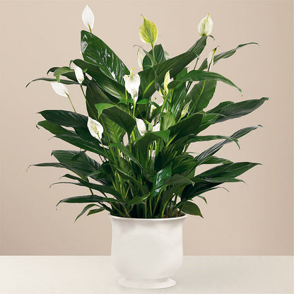 Comfort Planter – HIRT'S FLOWERS INC, Strongsville OH