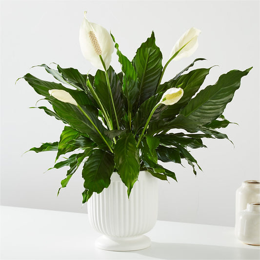 Comfort Planter – HIRT'S FLOWERS INC, Strongsville OH