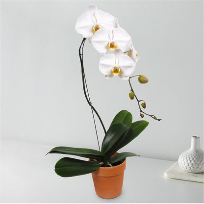 White Cascading Orchid – HIRT'S FLOWERS INC, Strongsville OH