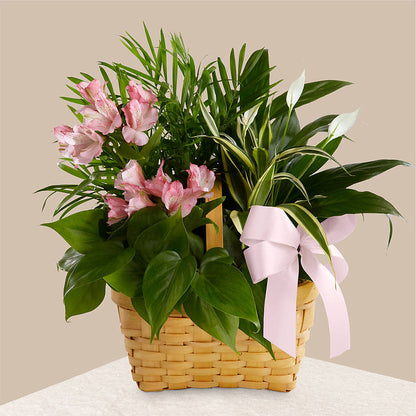 Living Spirit Dishgarden – HIRT'S FLOWERS INC, Strongsville OH