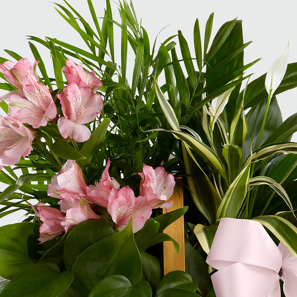 Living Spirit Dishgarden – HIRT'S FLOWERS INC, Strongsville OH