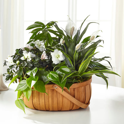 Serene Dishgarden – HIRT'S FLOWERS INC, Strongsville OH