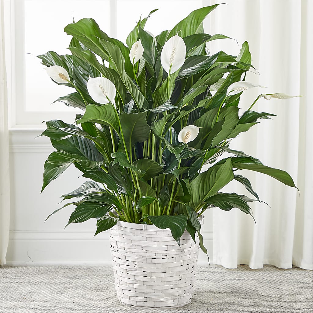 where can i buy peace lily plants A New Leaf Peace Lily