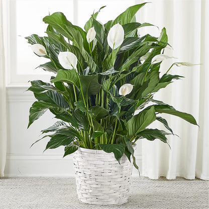neon peace lily A New Leaf Peace Lily – white flower arrangement | Strongsville, OH