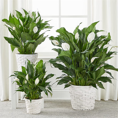 A New Leaf Peace Lily – HIRT'S FLOWERS INC, Strongsville OH