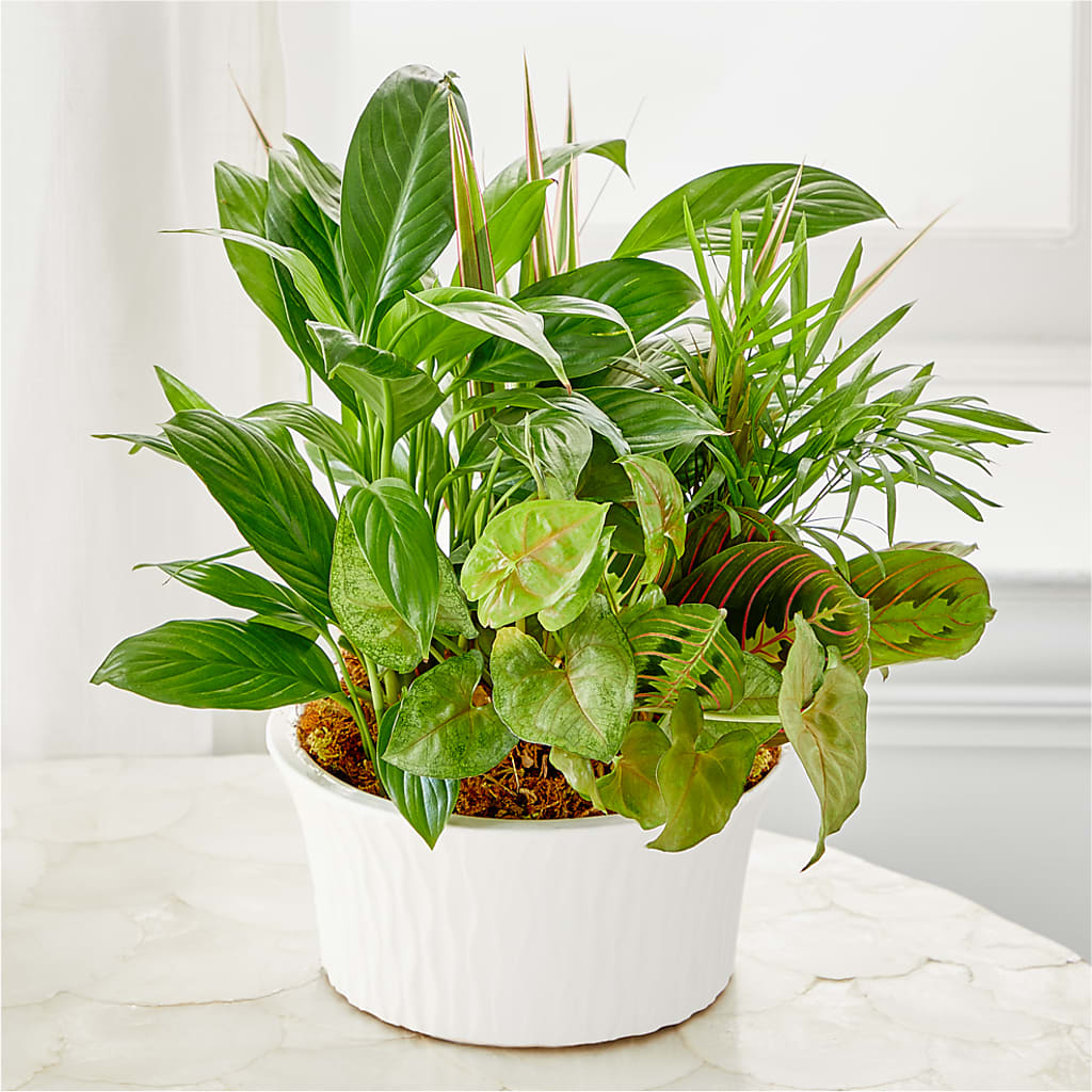 Balance & Harmony Dishgarden – HIRT'S FLOWERS INC, Strongsville OH