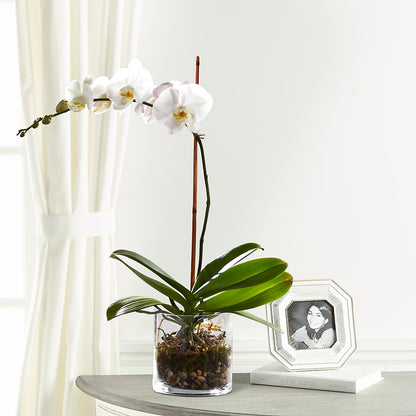 White Orchid Planter – HIRT'S FLOWERS INC, Strongsville OH