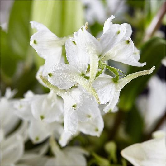 Classic Ivory – A Florist Original – HIRT'S FLOWERS INC, Strongsville OH