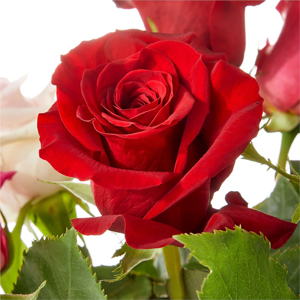 Love Notes Rose Bouquet – HIRT'S FLOWERS INC, Strongsville OH